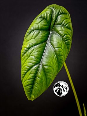 alocasia puncak borneensis