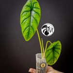 alocasia puncak borneensis