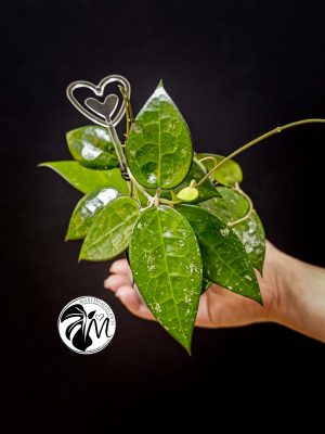 hoya parasitica black edge (copy)