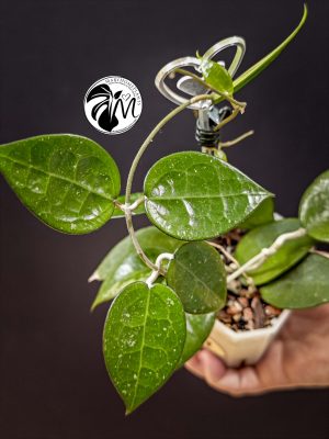 hoya parasitica black edge (copy)