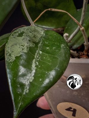 hoya parasitica black edge (copy)