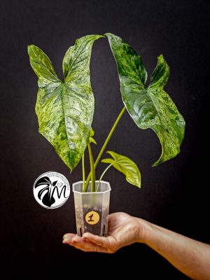 syngonium mottled mojito (copy)