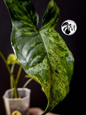 syngonium mottled mojito (copy)