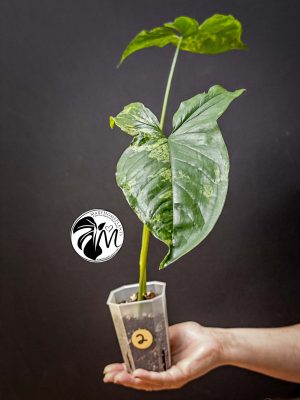 syngonium mottled mojito (copy)