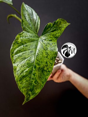 syngonium mottled mojito (copy)