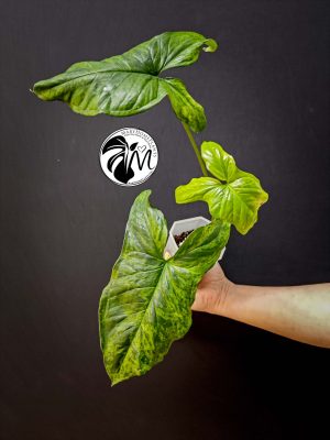 syngonium mottled mojito (copy)