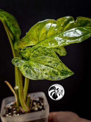 syngonium mottled mojito (copy)