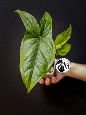 syngonium mottled mojito (copy)