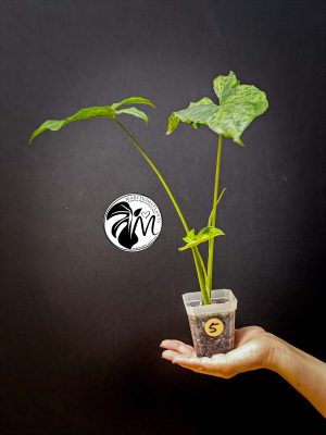 syngonium mottled mojito (copy)