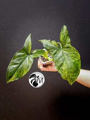 syngonium mottled mojito (copy)