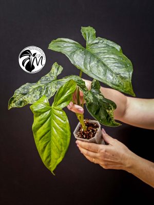 syngonium mottled mojito (copy)