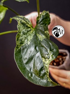 syngonium mottled mojito (copy)