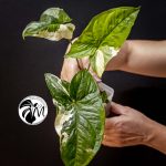 syngonium albo variegated