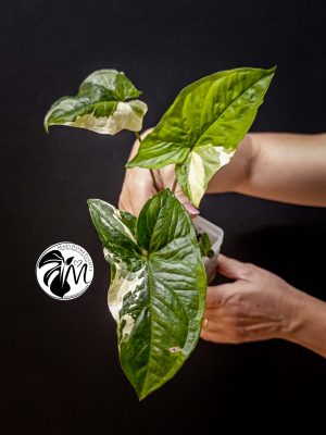 syngonium albo variegated