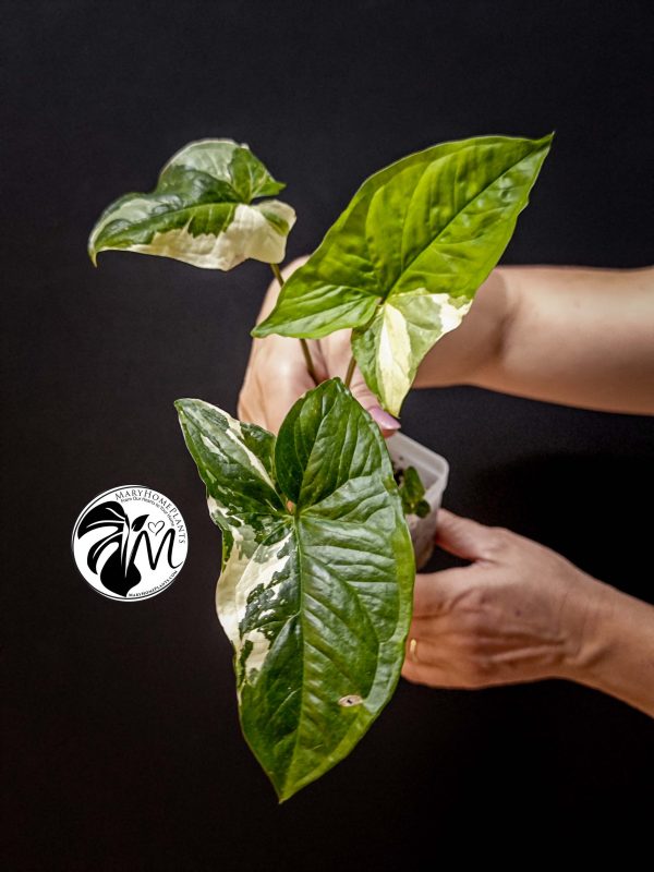 syngonium albo variegated