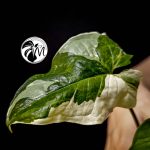 syngonium albo variegated
