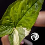 syngonium albo variegated