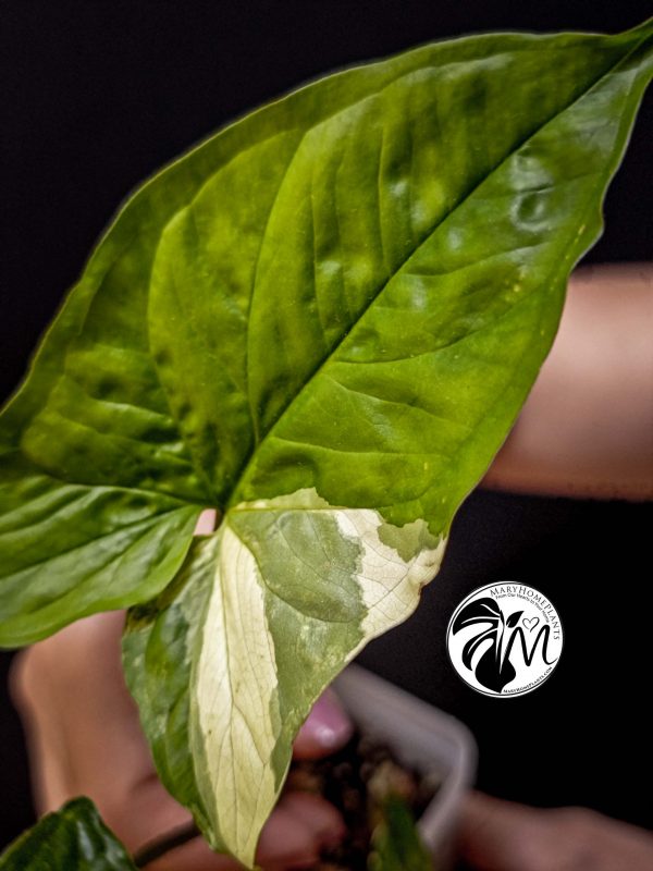 syngonium albo variegated