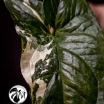 syngonium albo variegated