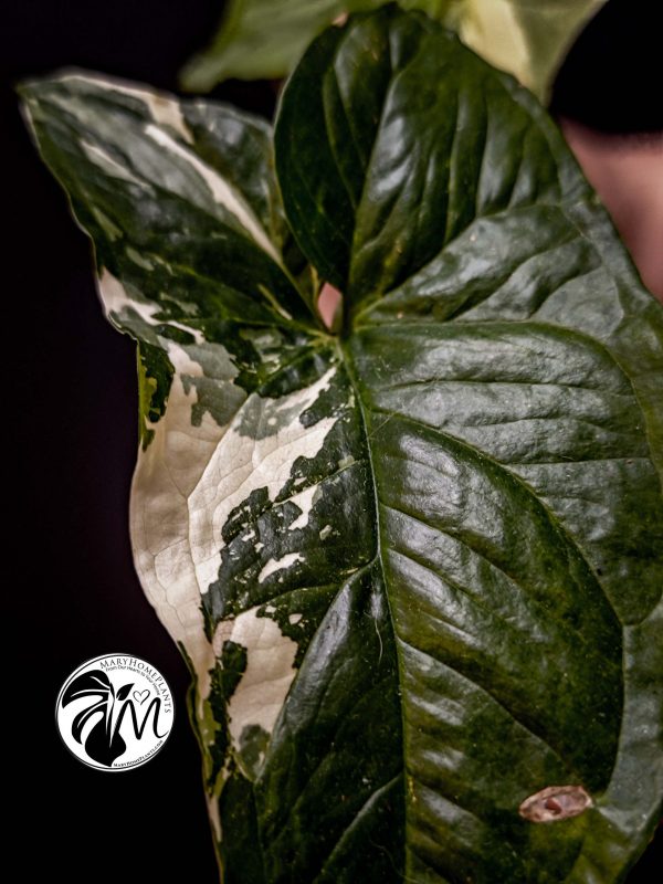 syngonium albo variegated