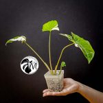 syngonium albo variegated