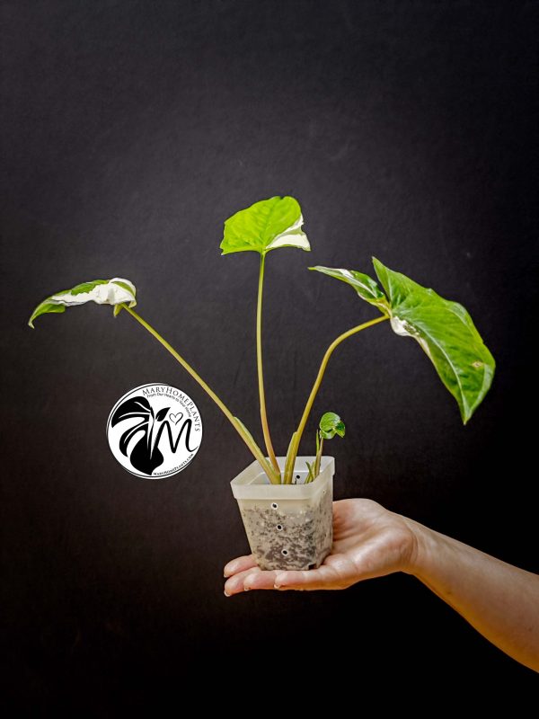 syngonium albo variegated