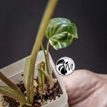 syngonium albo variegated
