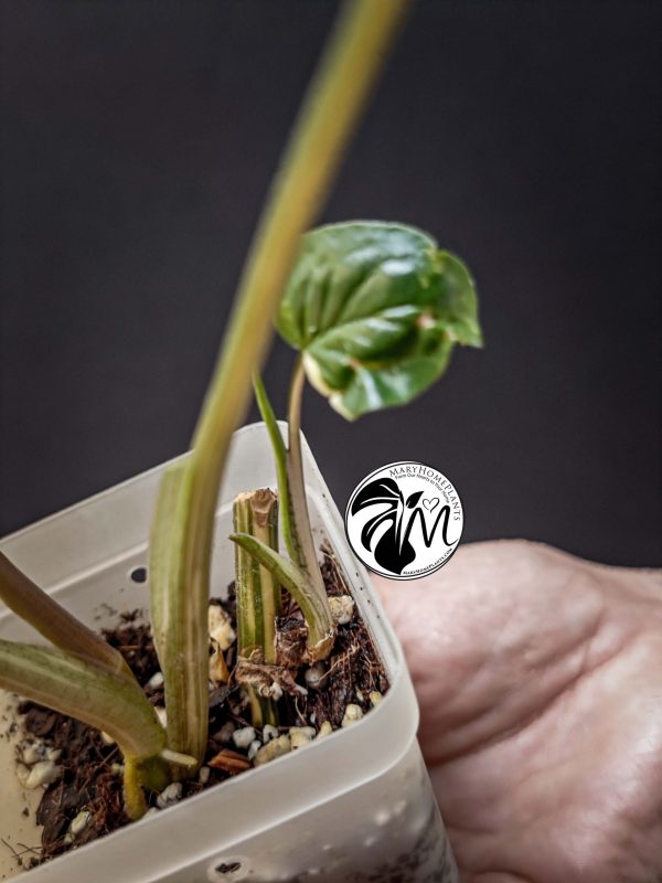 syngonium albo variegated
