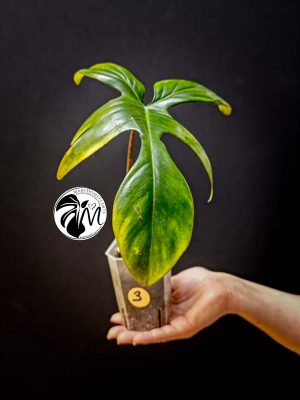philodendron florida beauty reverted (copy)