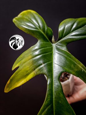 philodendron florida beauty reverted (copy)