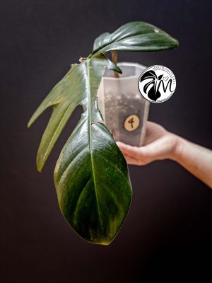 philodendron florida beauty reverted (copy)