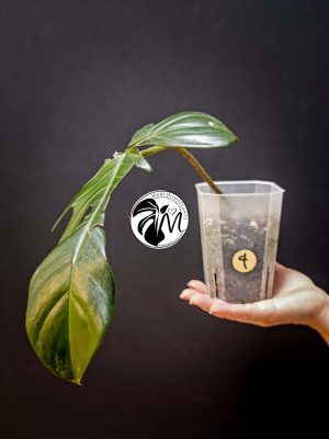 philodendron florida beauty reverted (copy)
