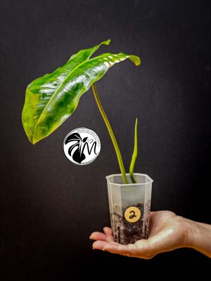 philodendron green paradise (copy)