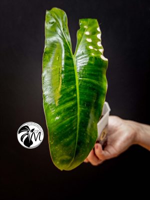 philodendron green paradise (copy)