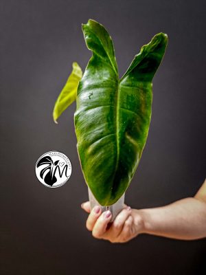 philodendron green paradise