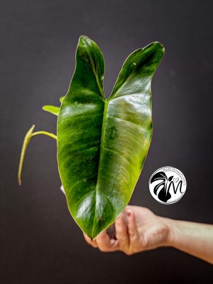 philodendron green paradise (copy)
