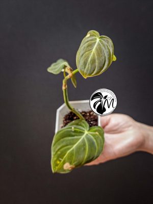 rhaphidophora tetrasperma variegated (copy)
