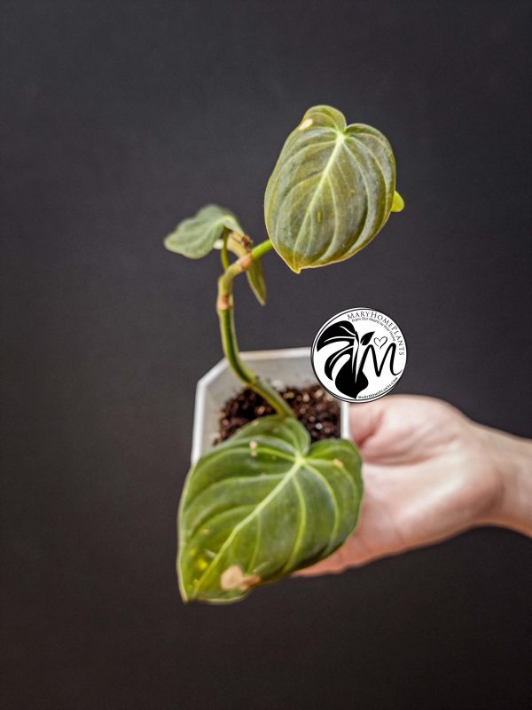 rhaphidophora tetrasperma variegated (copy)