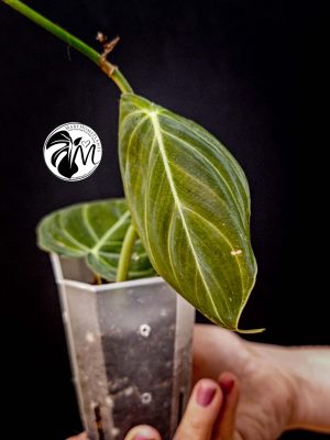 rhaphidophora tetrasperma variegated (copy)