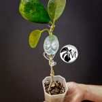 syngonium green splash (copy)