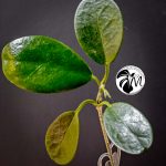 syngonium green splash (copy)