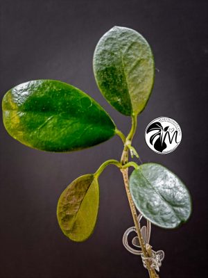 syngonium green splash (copy)