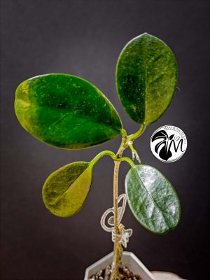 syngonium green splash (copy)