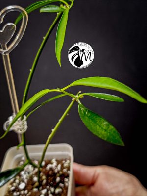 hoya longifolia china beans (copy)
