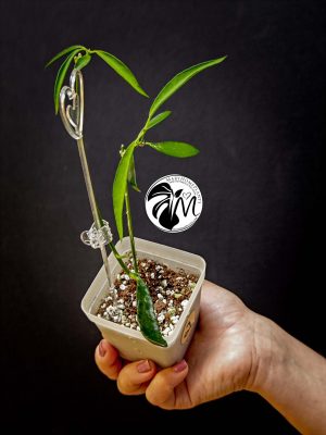 hoya longifolia china beans (copy)