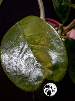 hoya australis (copy)