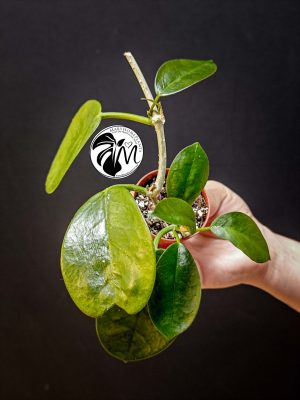 hoya australis (copy)