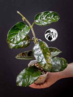 hoya villosa (copy)