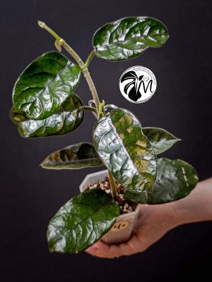 hoya villosa (copy)