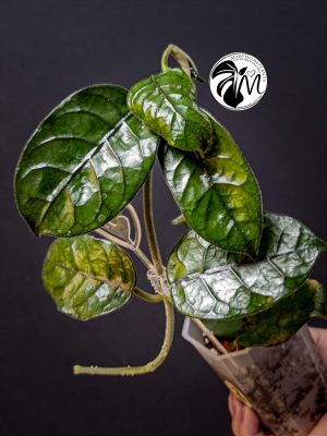 hoya villosa (copy)